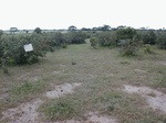 12099GT100_Savannah.JPG