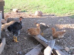 32055IMG_5686.JPG
