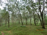 53186CIMG4885_调整大小.JPG