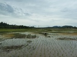 55091Berau (409).JPG