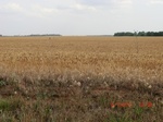 29454CIMG0737.JPG