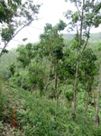 53443CIMG6776.JPG
