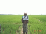 75050333d-irrigated-canal-rice.jpg