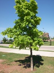 8807Oak.jpg