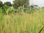 50349CIMG0978.JPG