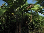 15388IMG_4237.JPG