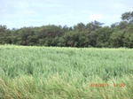 36334CIMG3533.JPG