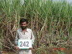 128620242b-irrigated-supplemental-groundwater-mixedcrop-sugarcane-dominant-rice-doublecrop.gif