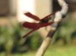 16576IMG_5363.JPG