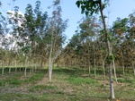 31238CIMG1100.JPG