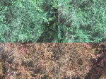 11613vp-063-Bushland-Succulant-a.jpg