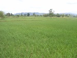 26239RIMG0206.JPG