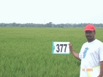 133470377c-irrigated-canal-rice.gif