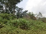 49002CIMG5339.JPG