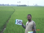132270340c-irrigated-canal-rice.gif