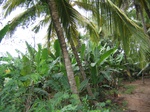1179572-plantation-banana-coco-c.gif