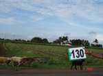 61230130c-irrigated-supplemental-canal-maize-dominant-sugarcane.jpg