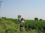 7728gt0128_rainfed-irrigated-mixed-crops-chilli-cotton.jpg