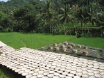 14685IMG_5066.JPG