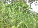 48349CIMG4686.JPG
