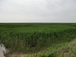 53798CIMG0264.JPG