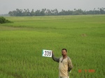 132200339a-irrigated-canal-rice.gif