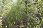 289IMG_4185.JPG