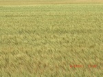 2012-08-30_11-29-22_CIMG1236.JPG