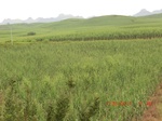 34796CIMG2627.JPG
