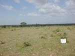 12098GT099_1yrFallow.JPG