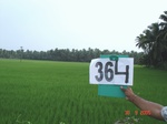 133010364c-irrigated-supplemental-mixed-plantation-banana-dominant-coconut-rice-doublecrop.gif