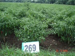 129670269e-irrigated-supplemental-groundwater-openwell-mixed-crop-chilli-dominant-cotton-maize.gif