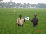 76210370c-irrigated-canal-rice-doublecrop.jpg
