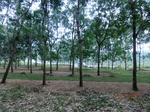 52923CIMG3907_调整大小.JPG