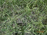 52230Tank ID 1800265 Venkatapura 5.JPG