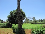 32135IMG_0559.JPG