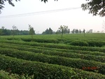 39064CIMG4390.JPG
