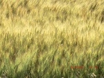 29757CIMG1084.JPG