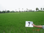 12372007a-irrigated-canal-nagarjunsagar-rice-dominant.gif