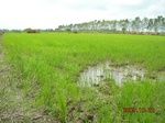 1799220091022_gt01a_Agriculture_Rice_Irrigated_Triple_Continous.JPG