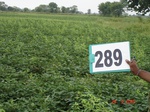 130320289a-rainfed-agriculture-soyabean-double-crop-wheat.gif