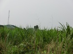 50358CIMG0987.JPG