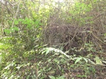 46856DSC02203.JPG