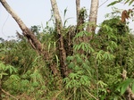 46922CIMG3259.JPG