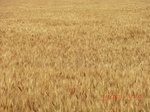 29469CIMG0767.JPG