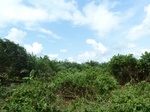 25780P1020199.JPG