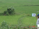132400345a-irrigated-canal-rice.gif