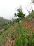 53371CIMG6668.JPG