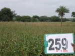 129250259d-rainfed-agriculture-maize-doublecrop.gif