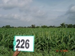 128070226a-rainfed-agriculture-sorghum.gif